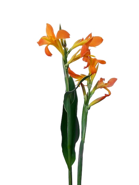 Canna indica flower isolated on white background