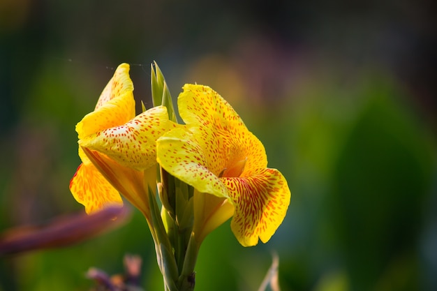 Canna Indica flower