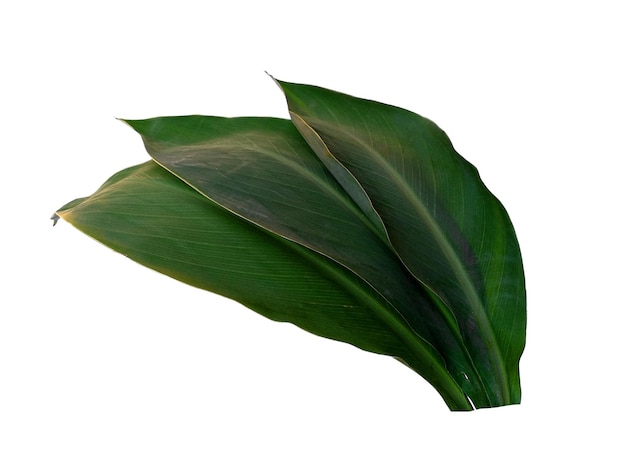 Canna indica leaf on white background