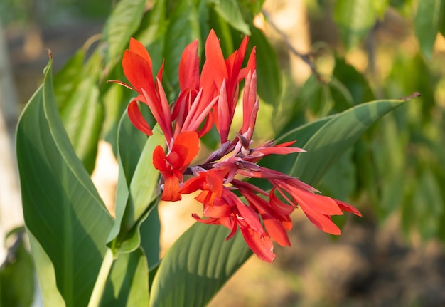 Canna indica with beautiful red flowers close up