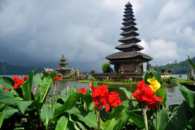 Canna Lily bloemen of Cannas flora van Pura Ulun Danu Bratan of Pura Bratan hindoe Shaivite Shiva tempel archeologische site in Lake Bratan in de buurt van Bedugul in Bali Indonesië