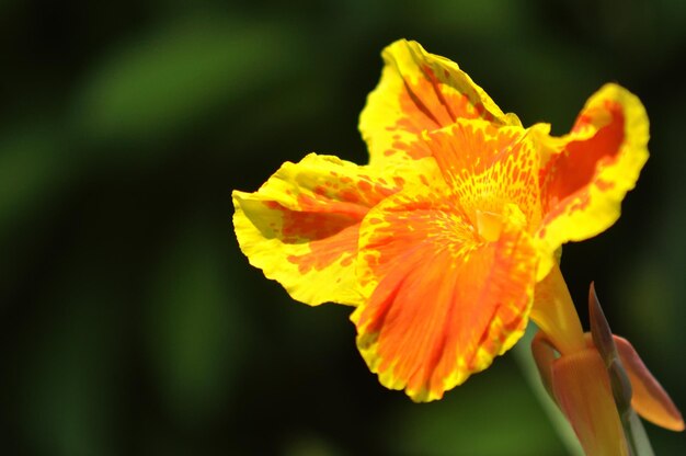 Canna Lily close-up op donkere achtergrond