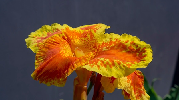 カンナまたはカンナユリは、カンナ科の顕花植物の唯一の属です