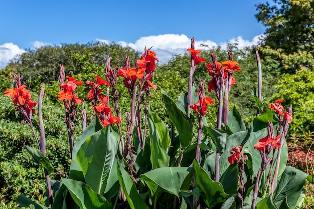 Canna x generalis bloeit in Nieuw-Zeeland