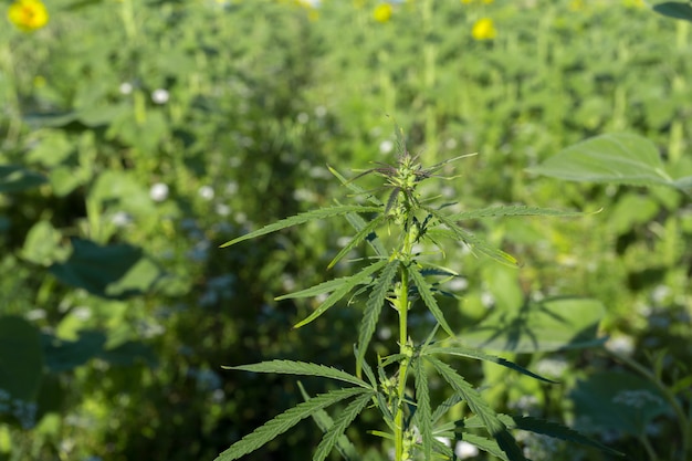 大麻の背景