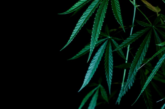 Cannabis su sfondo nero