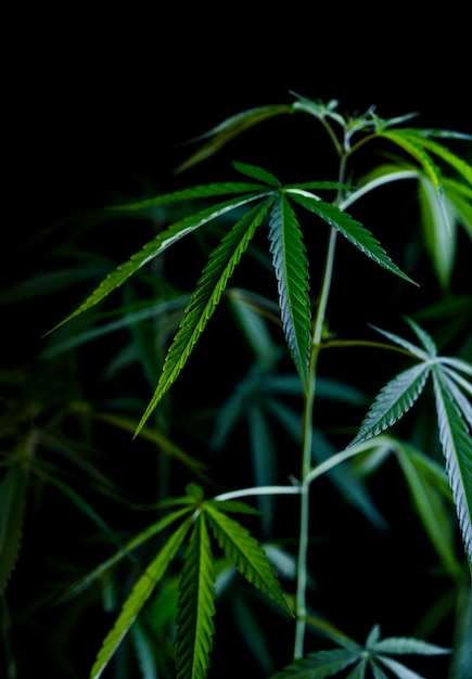 Cannabis on a Black background