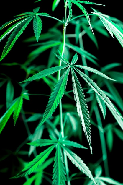 Cannabis on a Black background