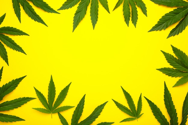 Cannabis bladeren, marihuanabladeren op geel met kopie ruimte