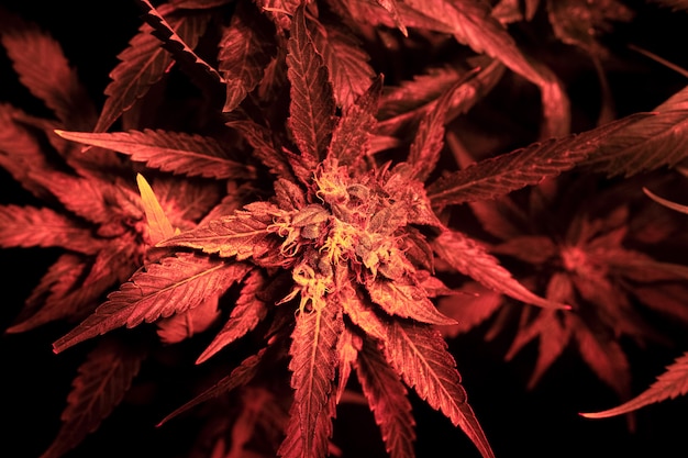 Photo cannabis bud in red led lighting. beautiful medicinal ..marijuana bud strain top view close-up