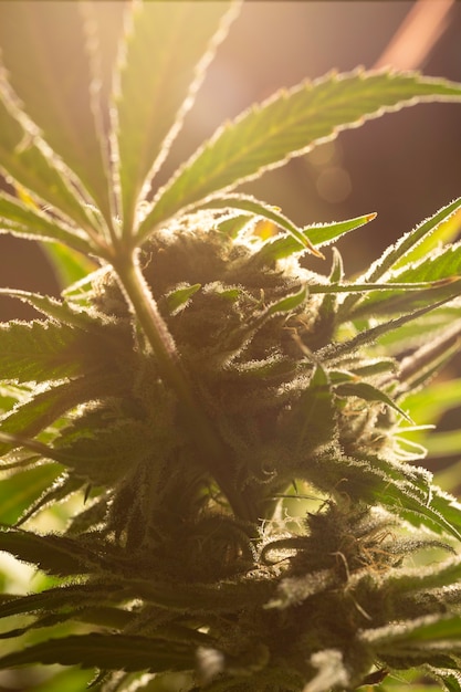 Cannabis bud with light flare. Marihuana plants. Macro photography. Selective focus.