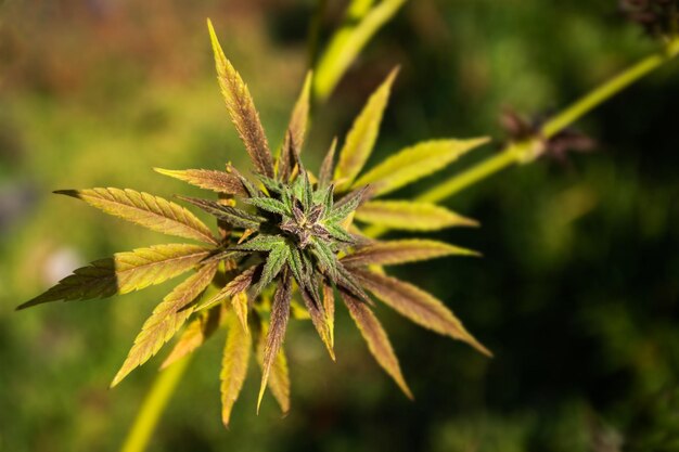 Cannabis bud