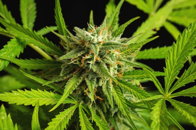 Cannabis buds close-up on a dark background. A mature marijuana bush.