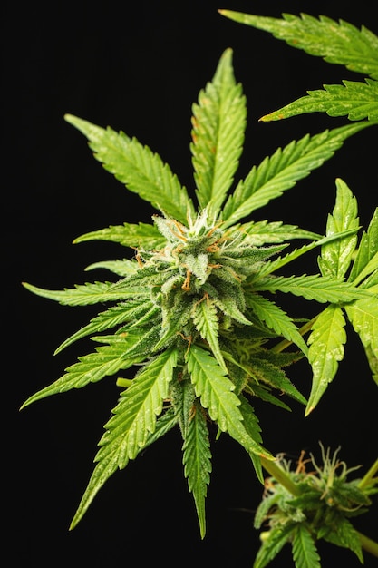 Cannabis buds close-up on a dark background. A mature marijuana bush