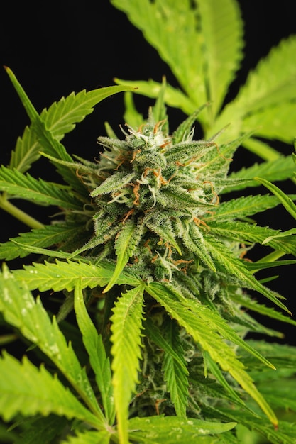 Cannabis buds close-up on a dark background. A mature marijuana bush