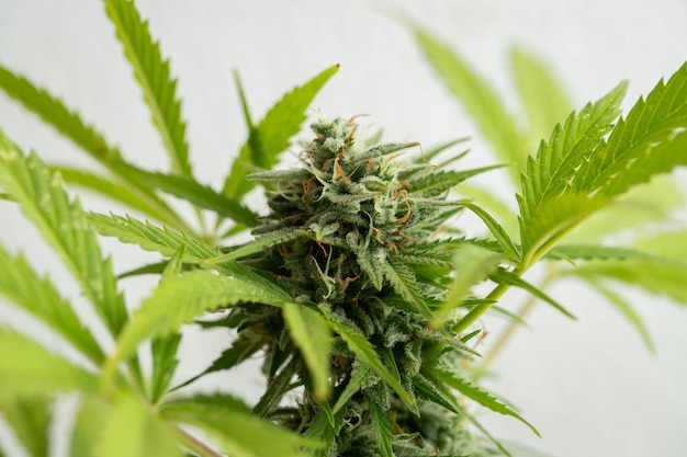 Cannabis buds closeup on a light background a mature marijuana bush