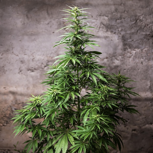 Cannabis bush beautiful background marijuana plant