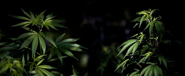 Foto cespuglio di cannabis su sfondo nero. cespuglio di cannabis al panorama al tramonto. giovane pianta verde.