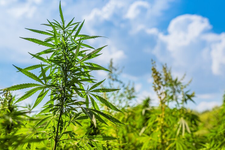 Photo cannabis bushes grow on the field against the sky in summer on a sunny day