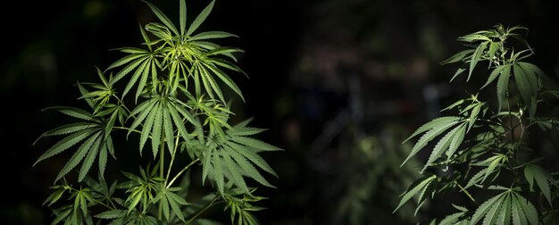 Foto cespugli di cannabis che crescono allo stato selvatico. cespuglio di cannabis al panorama al tramonto. canapa selvatica. avvicinamento.