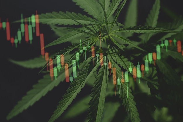 Cannabis business with marijuana leaves and stock graph charts\
on stock market exchange trading analysis investment, commercial\
cannabis medicine money higher value finance and trade profit up\
trends