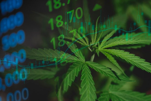 Cannabis business with marijuana leaves and stock graph charts\
on stock market exchange trading analysis investment, commercial\
cannabis medicine money higher value finance and trade profit up\
trends