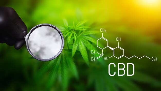 Масло каннабиса CBD, концепция медицинского каннабиса, рука, держащая увеличительное стекло, глядя на лист конопли. Формула CBD (каннабидиол)