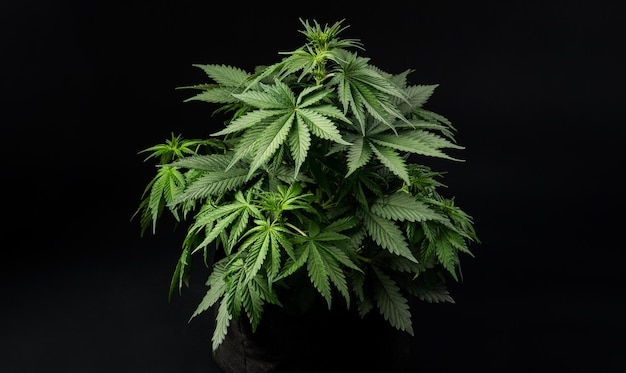 Cannabis cultivation on black background