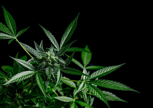 Cannabis on a dark background