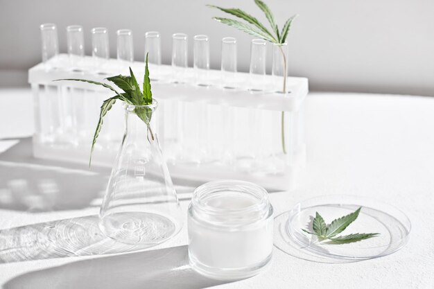 Cannabis face cream and hemp leaves in laboratory petri dishes\
and glassware on lab table dermatology concept alternative\
treatment front view