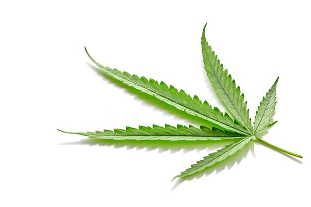 Cannabis fan leaf on white