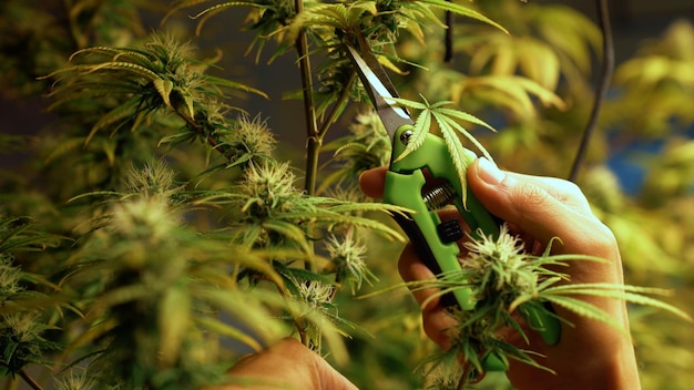 Cannabis farmer cutting cannabis plant in curative indoor cannabis farm