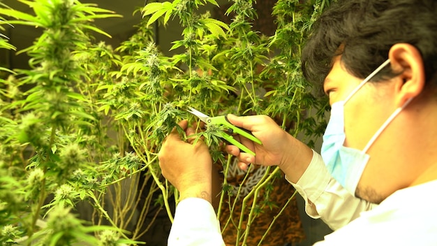 治療的な屋内大麻農場で大麻植物を切る大麻農家