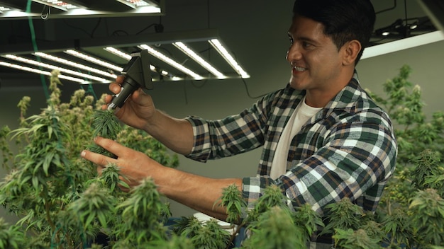 Cannabis farmer use microscope to analyze cbd in curative cannabis farm before harvesting to produce cannabis products