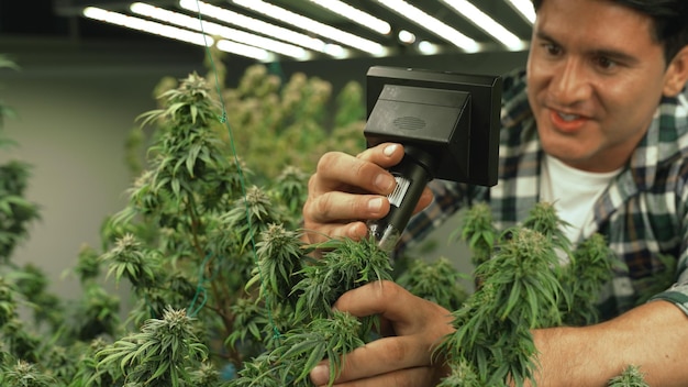 Cannabis farmer use microscope to analyze CBD in curative cannabis farm before harvesting to produce cannabis products