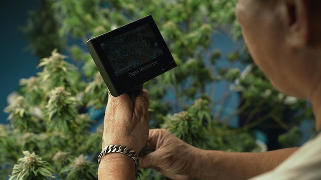 Photo cannabis farmer use microscope to analyze cbd in curative cannabis farm before harvesting to produce cannabis products