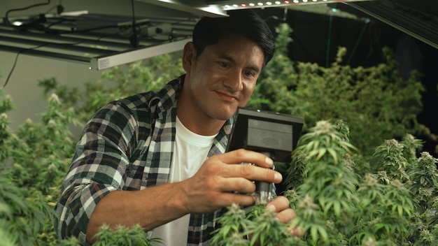 Cannabis farmer use microscope to analyze CBD in curative cannabis farm