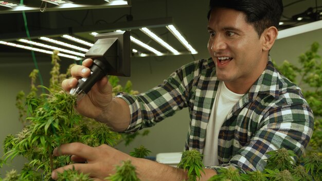 Cannabis farmer use microscope to analyze CBD in curative cannabis farm