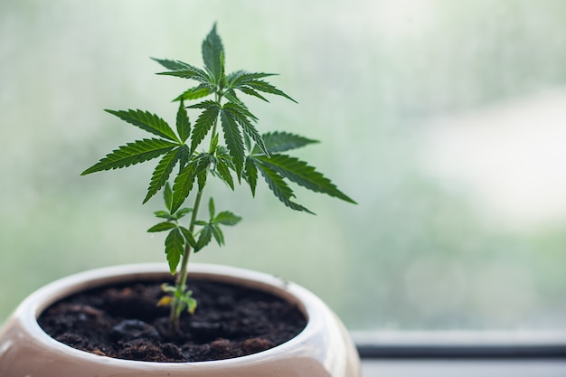 Cannabis in a flower pot on the windowsill