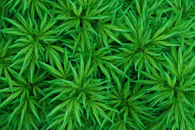 Cannabis geïsoleerd op achtergrond