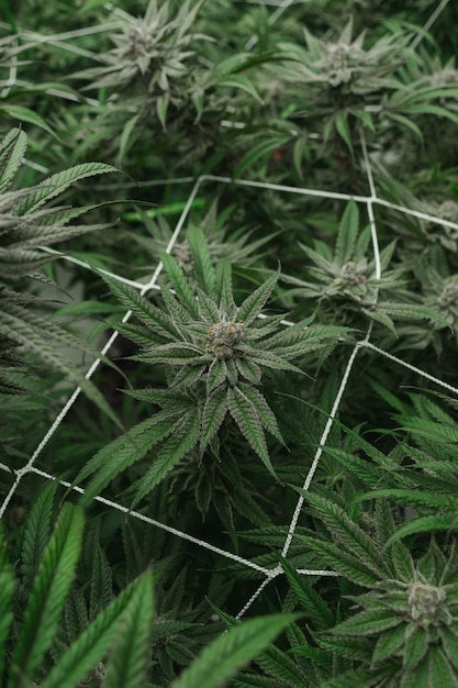 Photo cannabis hemp with bud in grow facility indoor farm