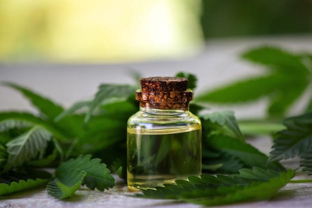 Cannabis herb and leaves for treatment broth, tincture, extract, oil. Selective focus.