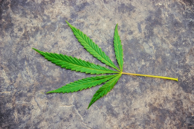 Cannabis herb and leaves for treatment broth, tincture, extract, oil. Selective focus.