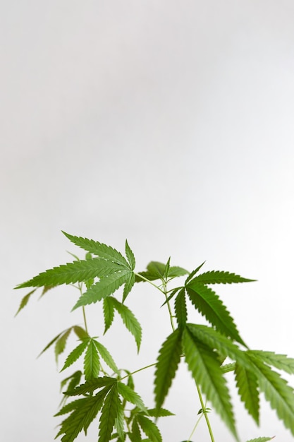 대마초 가정 재배 꽃 냄비에 젊고 건강한 마리화나 식물 CBD 복사 공간이 있는 건강 관리를 위한 원래 관엽 식물