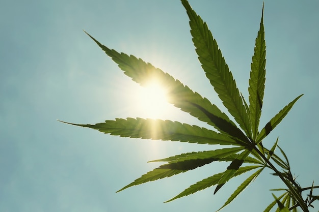 Cannabis leaf against and sun blue sky 