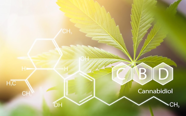 Cannabis leaf background and holographic chemical structure with CBD component