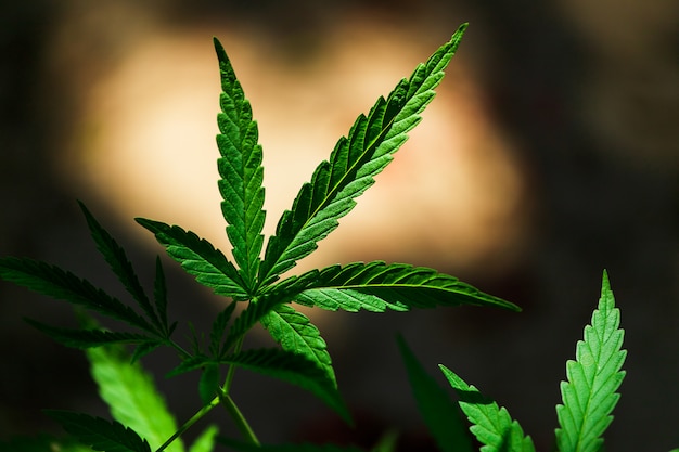 cannabis leaf close-up