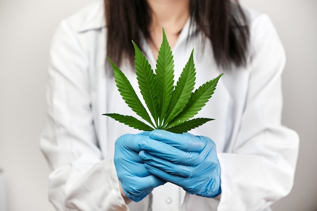 Cannabis leaf in doctors hands wearing rubber gloves and lab coat.