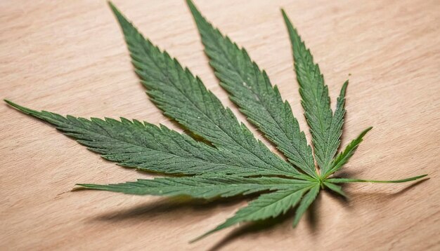 大麻油から抽出された大麻の葉