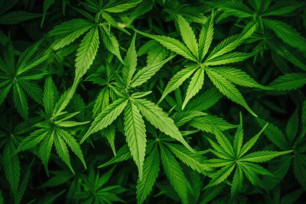 Cannabis leaf image Theme Hemp and marijuana